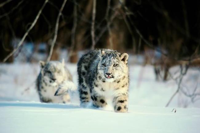 Snow Leopards - Photo credit: ©Purestock/Getty Images